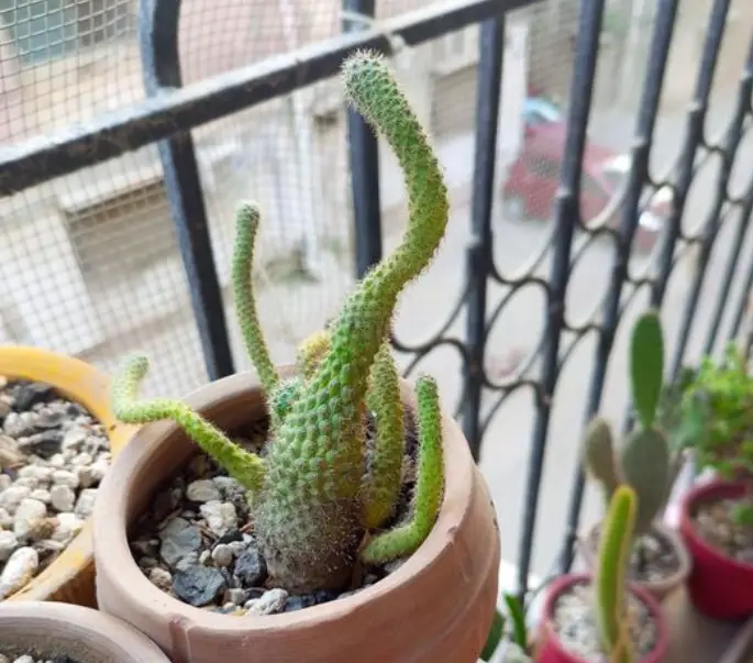 Cactus etiolation