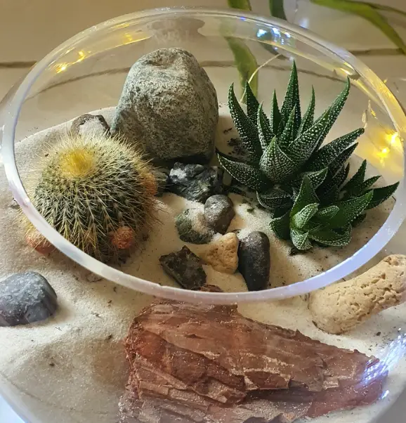 Mold in terrarium