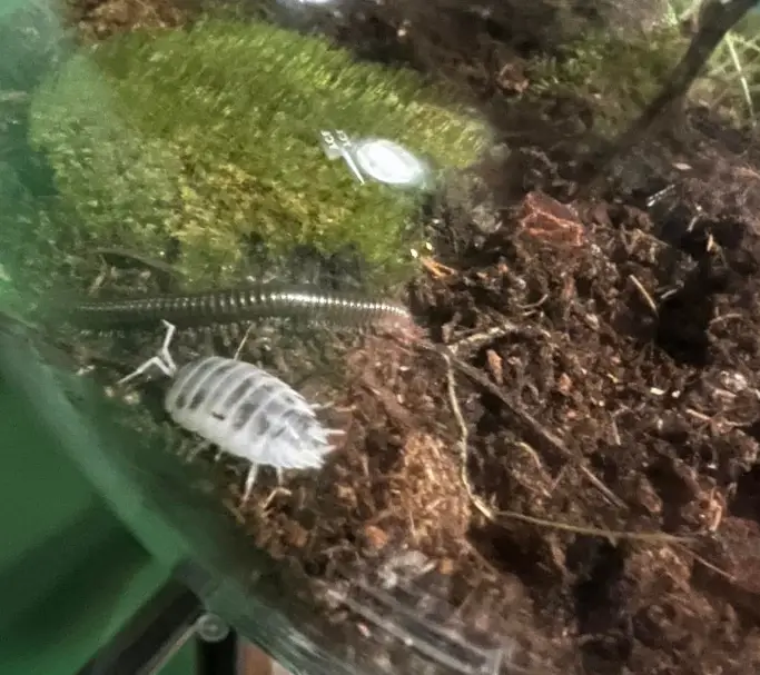 Springtails in terrarium