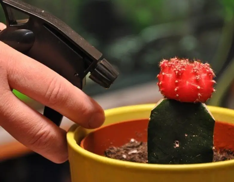 How to get rid of whiteflies on houseplants
