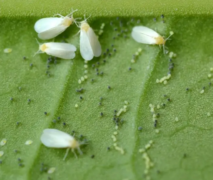 Whiteflies on houseplants
