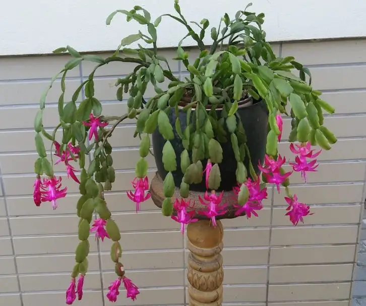 Christmas cactus