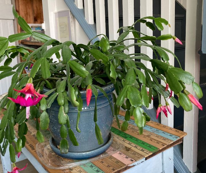 Do You Water a Christmas Cactus From the Top or Bottom?