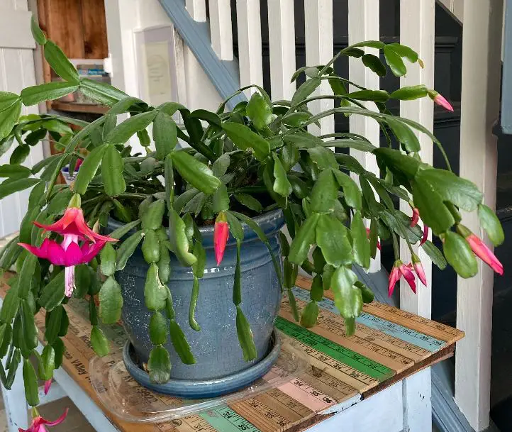 Bottom watering Christmas cactus