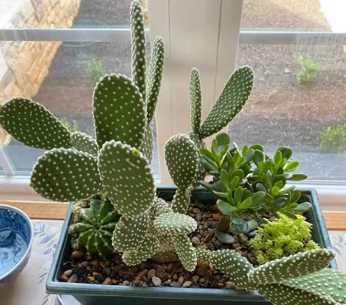 Bunny ear cactus