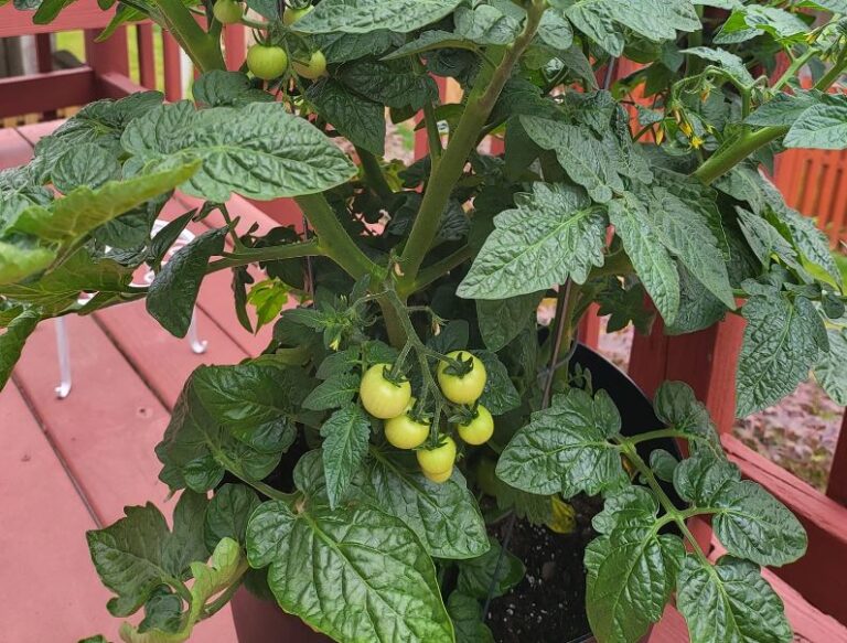 25 Best Vegetables to Grow in Pots (With Care Details)