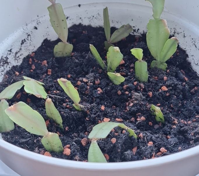How to propagate Christmas cactus