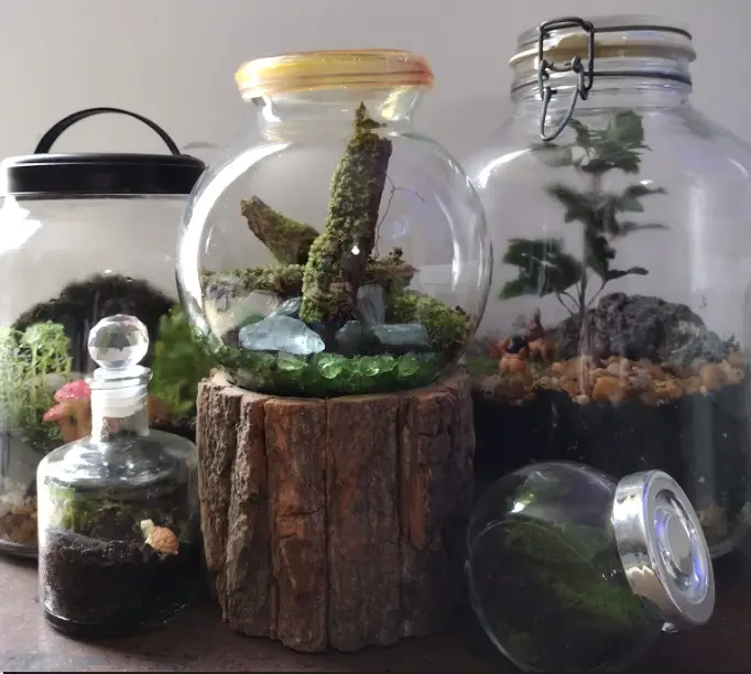 Types of closed terrariums