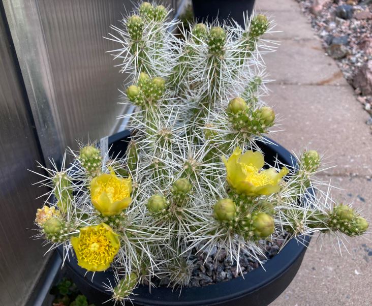 5 Cold Hardy Cactus Species (USDA Zone 4 to 6)