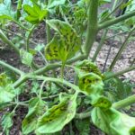 Early blight in tomatoes
