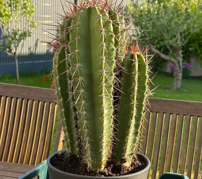 Fastest growing cactus