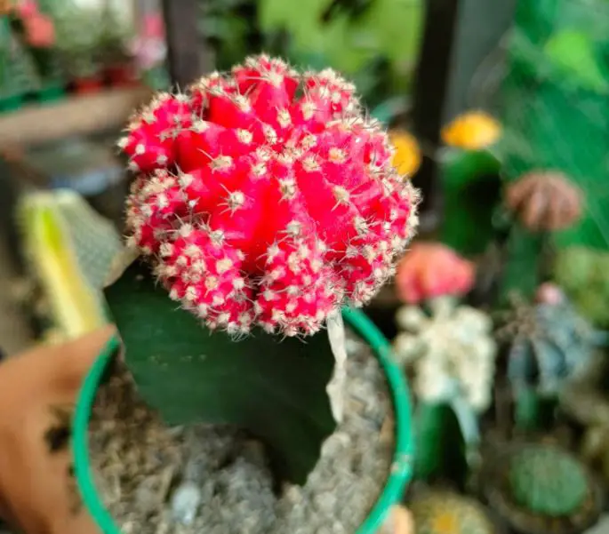 The moon cactus