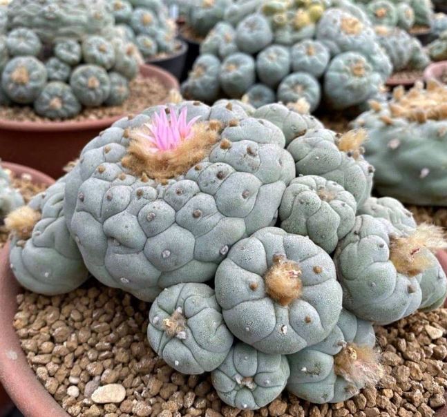 7 Poisonous Cacti Dangerous to Humans and Pets