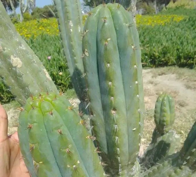 San Pedor cactus
