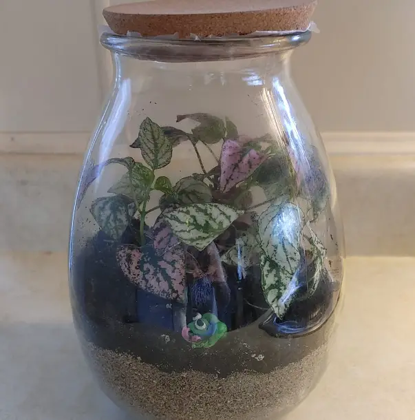 Terrarium humidity