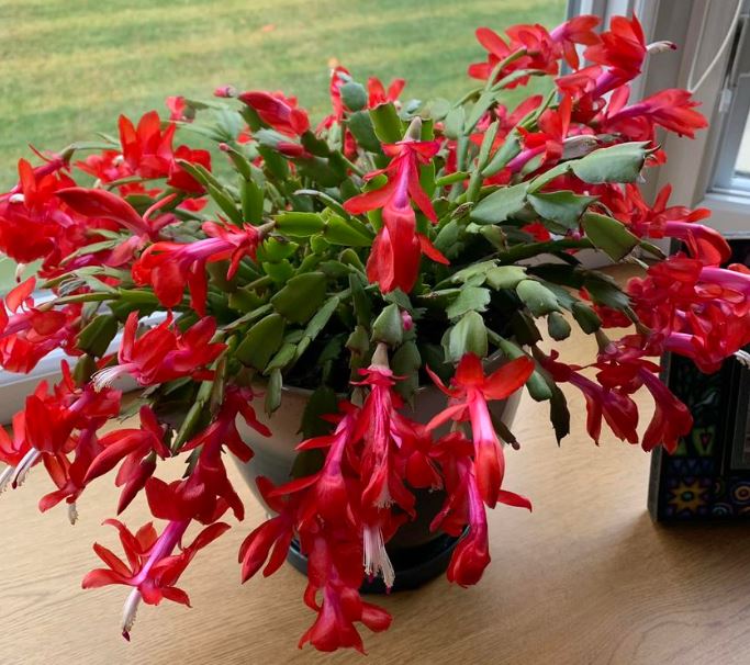 Thanksgiving cactus bloom