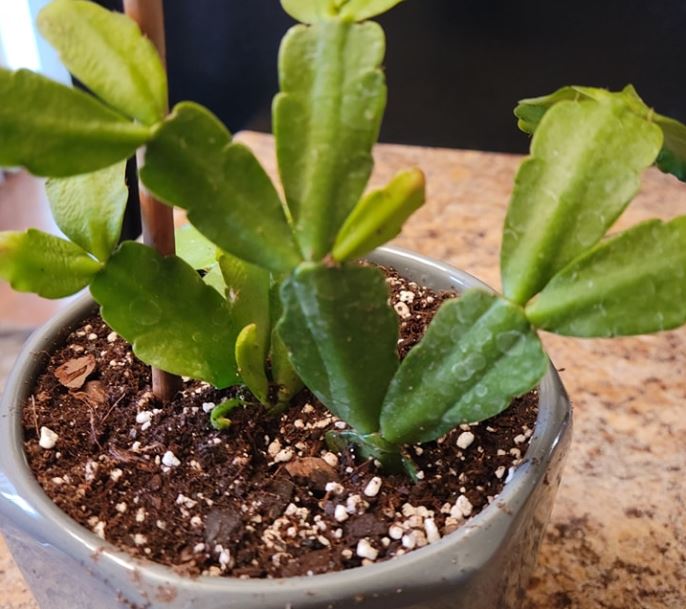 Tips for Transplanting Christmas Cactus Safely