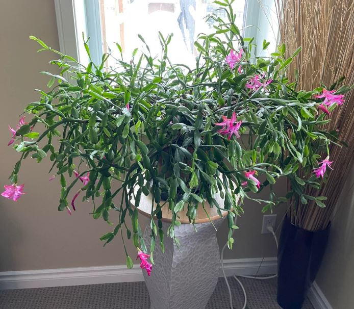 The Christmas cactus