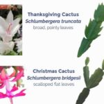 Zygocactus vs Christmas cactus