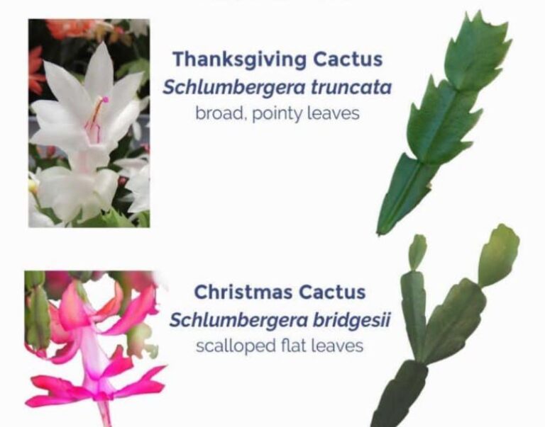 Zygocactus vs Christmas cactus