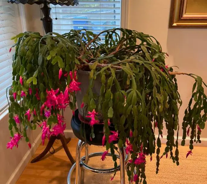 Christmas cactus lifespan