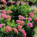 Autumn Joy care