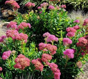 Autumn Joy care