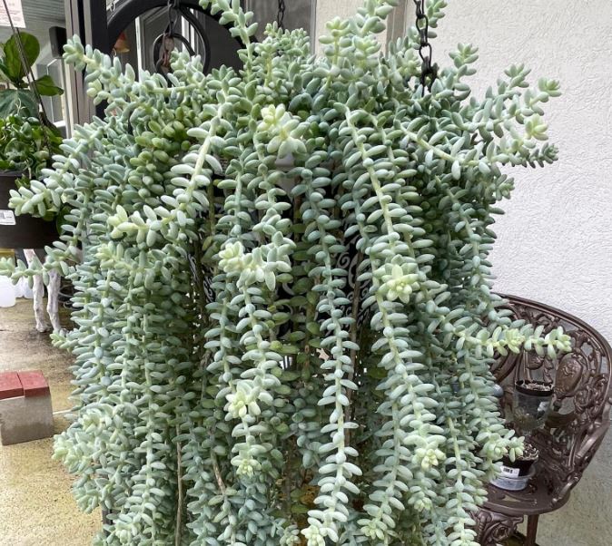 Burro’s Tail Plant: Care and Propagation Guide