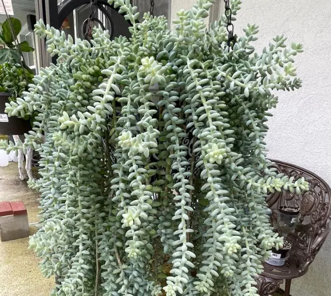 Burro's tail succulent care
