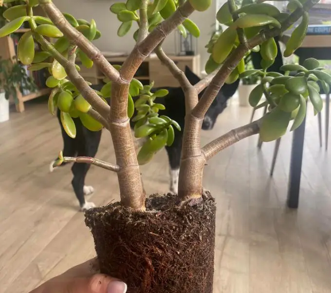 How to repot jade plant