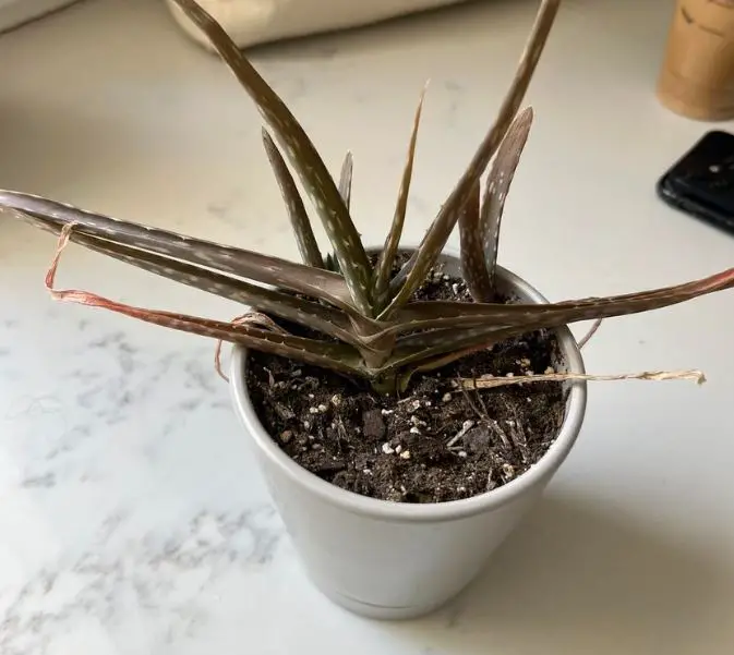 Overwatered aloe plant