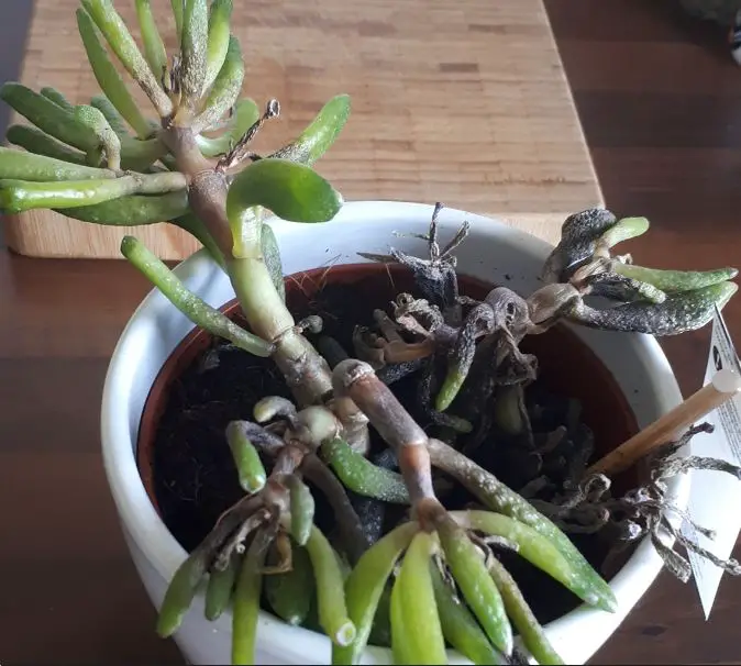 Overwatered succulent