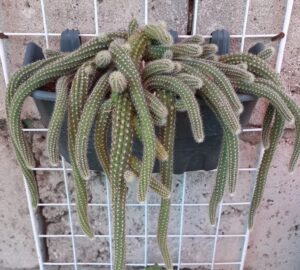 Carry Cactus
