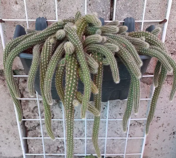 5 Trailing Cactus (Best for Hanging Baskets)