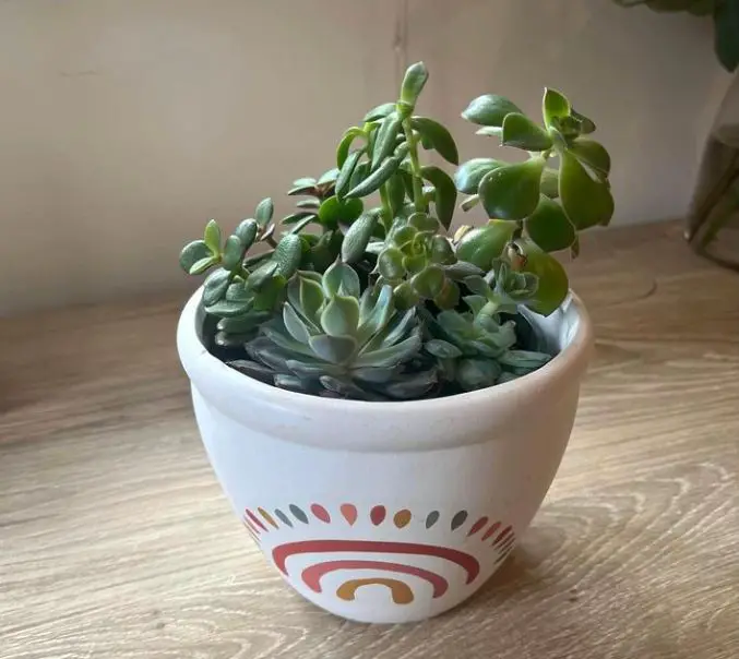 Planting succulents in pots without drainage