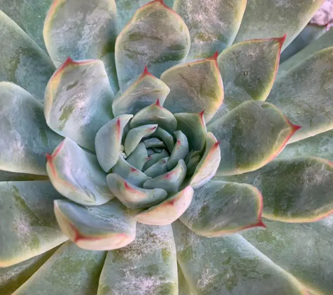 Powdery mildew on succulents