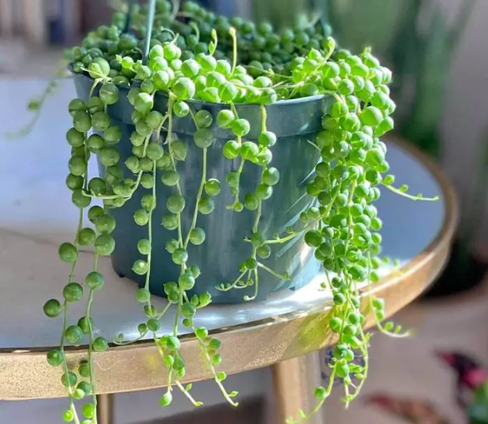 How to propagate string of pearls plant