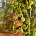 String of pearls shriveling