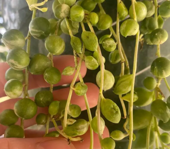 String of pearls plant shriveling