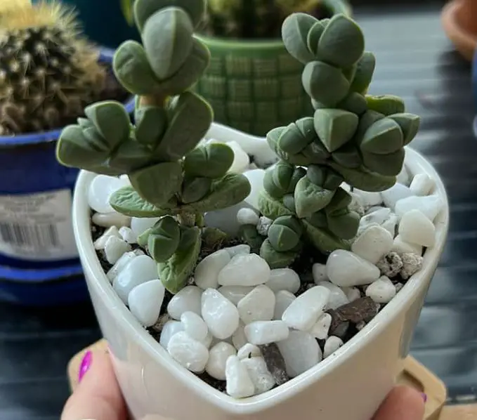 Underwatered succulent