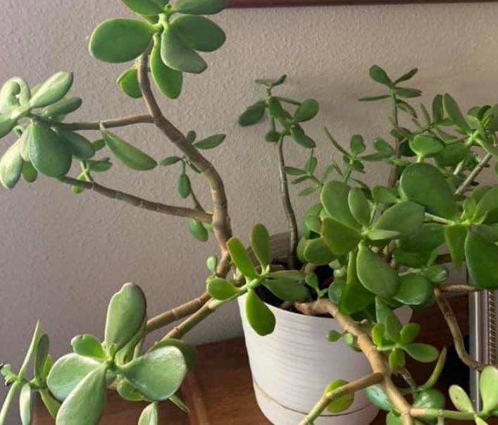 How to Fix a Leggy Jade Plant – 6 Effective Ways