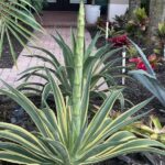Agave