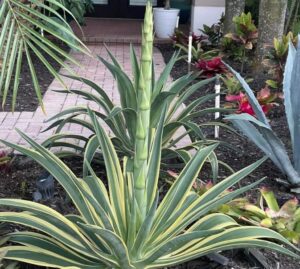 Agave