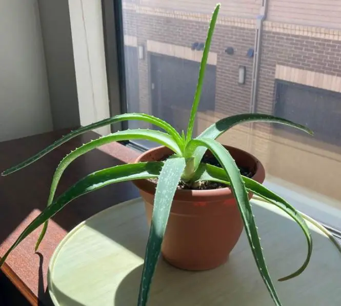 Aloe vera plant