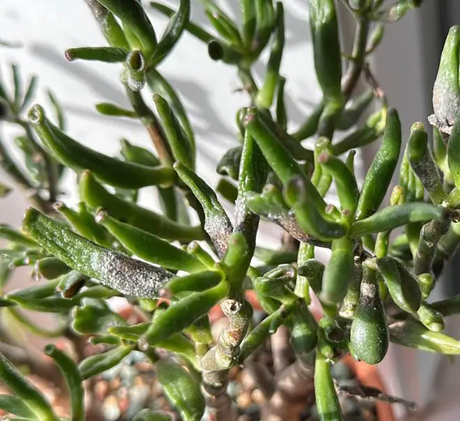 Aphids on succulents