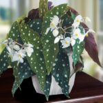 Begonia maculata care