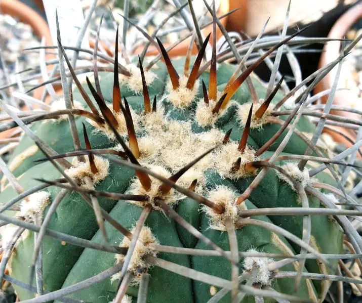 Are Cactus Spines Poisonous? What to Do if Pricked