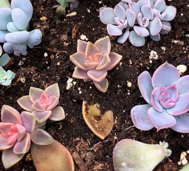 How to propagate echeveria