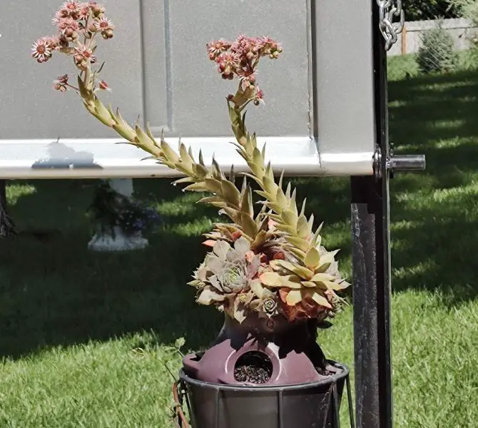 Hen and chick plant dying