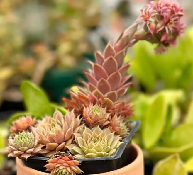 Hens and chicks floweing